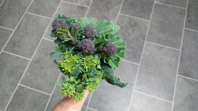 Picture showing kale tops and purple sprouting broccoli